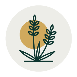 Gramínea